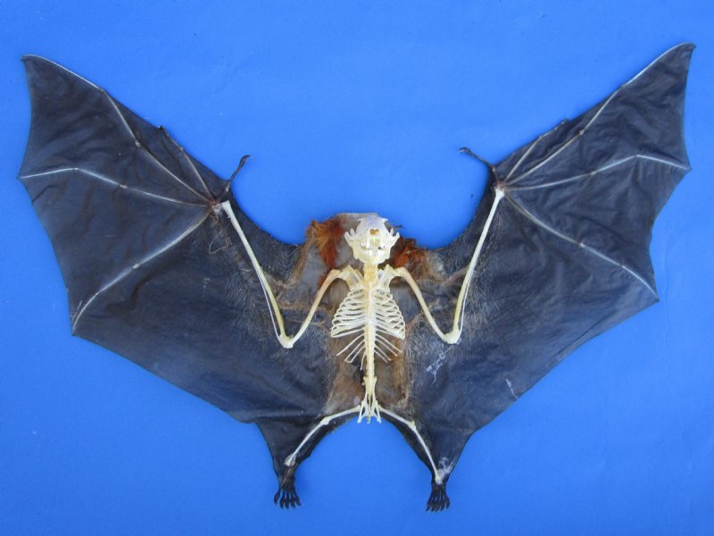 Lesser Short Nosed Fruit Bat Cynopterus Brachyotis Skeleton Bones Ships Fast from USA Lesser Short Nosed Fruit Bat Cynopterus Brachyotis Skeleton Bones Ships Fast from USA
