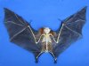 Wholesale Semi Skeletal Lesser Short Nosed Fruit Bats in Flying Position with Wings Spread, 7 inches wide -  Pack of 2 @ $65.00 each;    Pack of 4 @ $58.00 each.