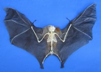 11-1/4 inches Semi Skeletal Greater Short Nosed Fruit Bat in Flying Position - Buy this one for $79.99