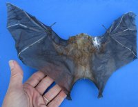 11-1/4 inches Semi Skeletal Greater Short Nosed Fruit Bat in Flying Position - Buy this one for $79.99