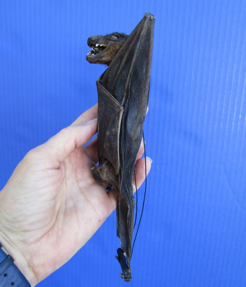 73/4 inches tall Genuine Mummified Fruit Bat for Sale