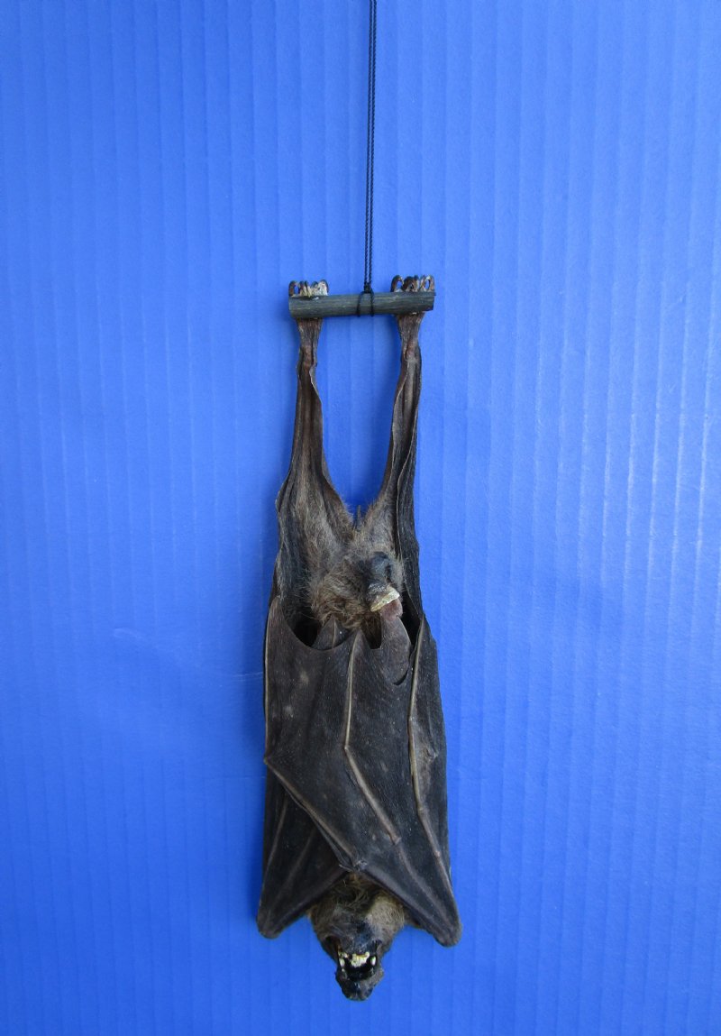 73/4 inches tall Genuine Mummified Fruit Bat for Sale