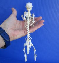 9 inches tall Standing Complete Full Body Plantain Squirrel Skeleton for Sale - Buy this one for $79.99