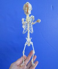 9 inches tall Standing Complete Full Body Plantain Squirrel Skeleton for Sale - Buy this one for $79.99