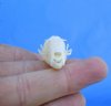 1-3/8 inches Cave Nectar Bat Skull for Sale - Buy this one for<font color=red>$24.99</font> (Plus $6.50 1st Class Mail)