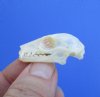 1-3/8 inches Real Cave Nectar Bat Skull for Sale, Eonycteris spelaea - Buy this one for <font color=red> $24.99</font> Plus $5.50 1st Class Mail