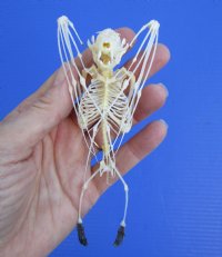 5-3/8 inches tall Articulated Lesser Short-Nosed Fruit Bat Skeleton or Sale with wings Folded - Buy this one for $49.99