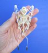 5-1/8 inches Articulated Lesser Short Nosed Fruit Bat Skeleton with Wings Folded - Buy this one for $49.99