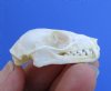 1-1/2 inches Genuine Cave Nectar Bat Skull for Sale, Eonycteris spelaea - Buy this one for <font color=red> $24.99</font> Plus $6.50 First Class Mail