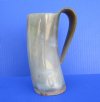 6-3/4 inches Authentic Viking 16 ounces Beer Tankard, Horn Mug for Sale - Buy this one for $34.99