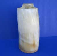 7 inches tall Light Colored Buffalo Horn 20 ounces Beer Tankard for Sale with tans, whites with gold highlights - Buy this one for $39.99
