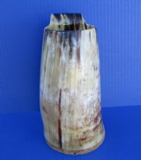 7-1/2 inches tall Authentic 20 ounces Polished Buffalo Horn Beer Mug with a Wood Base in colors tans, browns, cream and splash of gold - Buy this one for $45.99 