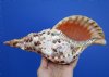 11-1/8 by 5 inches Spectacular Pacific Triton's Trumpet Shell for Sale, Charonia tritonis, - Buy this one for $71.99
