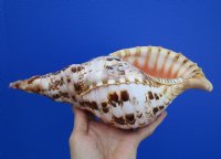 11-1/8 by 5 inches Spectacular Pacific Triton's Trumpet Shell for Sale, Charonia tritonis, - Buy this one for $59.99