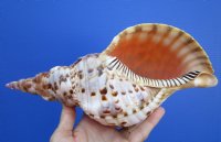 10-1/2 by 4-7/8 inches Beautiful Real Pacific Triton's Trumpet Shell for Sale - Buy this one for $49.99