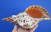 10-1/2 by 4-7/8 inches Beautiful Real Pacific Triton's Trumpet Shell for Sale - Buy this one for $59.99