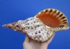 10 by 4-7/8 inches Gorgeous Authentic Pacific Triton's Trumpet Shell for Sale - Buy this one for $59.99