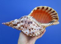 11 by 5-1/2 inches <font color=red> Gorgeous</font> Pacific Triton's Trumpet Shell for Sale - Buy this one for $59.99