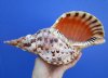 11 by 5-1/2 inches <font color=red> Gorgeous</font> Pacific Triton's Trumpet Shell for Sale - Buy this one for $71.99