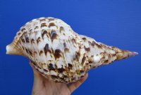 11 by 5-1/2 inches <font color=red> Gorgeous</font> Pacific Triton's Trumpet Shell for Sale - Buy this one for $59.99