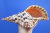 10-7/8 by 5 inches Gorgeous Pacific Triton's Trumpet Seashell for Sale - Buy this one for $54.99