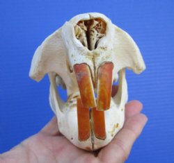 4-3/4 by 3-3/8 inches North American Beaver Skull for Sale - Buy this one for $34.99