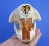 4-3/4 by 3-3/8 inches North American Beaver Skull for Sale - Buy this one for $34.99