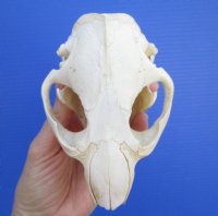 4-3/4 by 3-3/8 inches North American Beaver Skull for Sale - Buy this one for $34.99