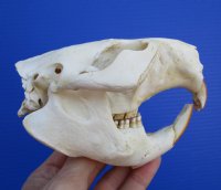 4-3/4 by 3-3/8 inches North American Beaver Skull for Sale - Buy this one for $34.99