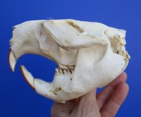 4-3/4 by 3-3/8 inches North American Beaver Skull for Sale - Buy this one for $34.99