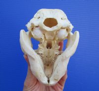 4-3/4 by 3-3/8 inches North American Beaver Skull for Sale - Buy this one for $34.99