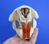 5 inches Real North American Beaver Skull for Sale - Buy this one for $34.99