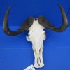 19 inches wide <font color=red> Huge Good Quality</font> Male African Black Wildebeest Skull and Horns for Sale - Buy this one for $129.99