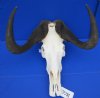 18 inches wide <font color=red> Good Quality</font> Extra Large Male Black Wildebeest Skull for Sale - Buy this one for $119.99