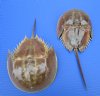 2 sun dried molted Atlantic horseshoe crabs for sale 9-7/8 and 10-3/4 inches — buy these 2 for $12.50 each