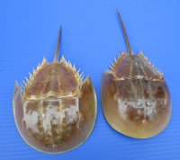 2 sun dried molted Atlantic horseshoe crabs for sale 9-7/8 and 10-3/4 inches — buy these 2 for $12.50 each