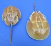 2 Sun Dried Molted Atlantic Horseshoe Crabs for Sale, 10-1/4 and 9-1/2 inches - Buy these 2 for $12.50 each