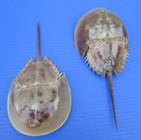 2 Authentic Molted Horseshoe Crabs for Sale 9-7/8 and 9-1/4 inches long - Buy these 2 for $12.50 each