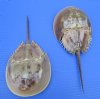 2 Authentic Molted Horseshoe Crabs for Sale 9-7/8 and 9-1/4 inches long - Buy these 2 for $12.50 each