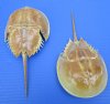 2 Authentic Molted Atlantic Horseshoe Crabs for Sale, 8-3/4 and 9 inches - Buy these 2 for $12.50 each
