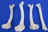 4 Whitetail Deer Leg Bones for Crafts 9-3/4 to 11-1/4 inches - Buy these 4 for $4.50 each