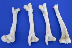 4 Authentic Whitetail Deer Leg Bones for Sale 10-1/2 to 11-1/2 inches long for $7.00 each