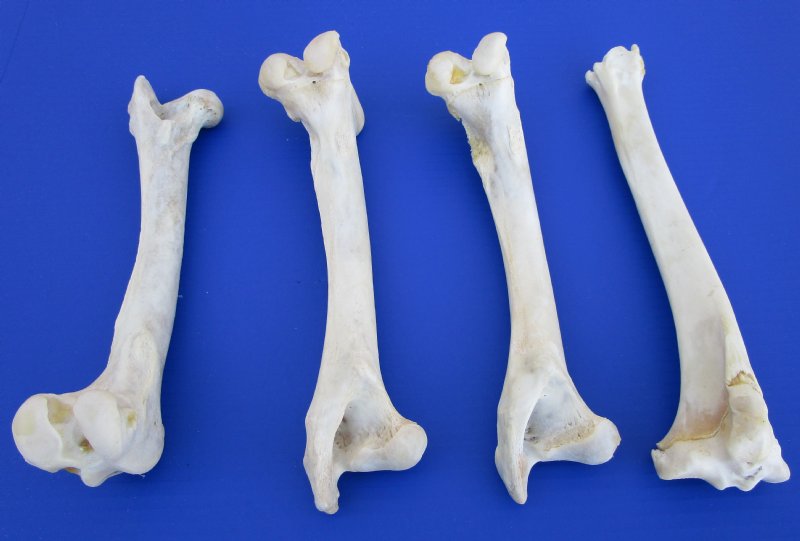 4 Authentic Whitetail Deer Leg Bones for Sale 10-1/2 to 11-1/2 inches long 4 Authentic Whitetail Deer Leg Bones for Sale 10-1/2 to 11-1/2 inches long