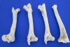 4 Authentic Whitetail Deer Leg Bones for Sale 10-1/2 to 11-1/2 inches long - Buy these 4 for $4.50 each