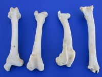 4 Authentic Whitetail Deer Leg Bones for Sale 10-1/2 to 11-1/2 inches long for $7.00 each