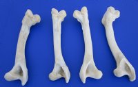 4 Whitetail Deer Leg Bones for Sale 10 inches for Bone Art and Crafts - Buy these 4 for $5.00 each