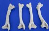 4 Whitetail Deer Leg Bones for Sale 10 inches for Bone Art and Crafts - Buy these 4 for $4.50 each