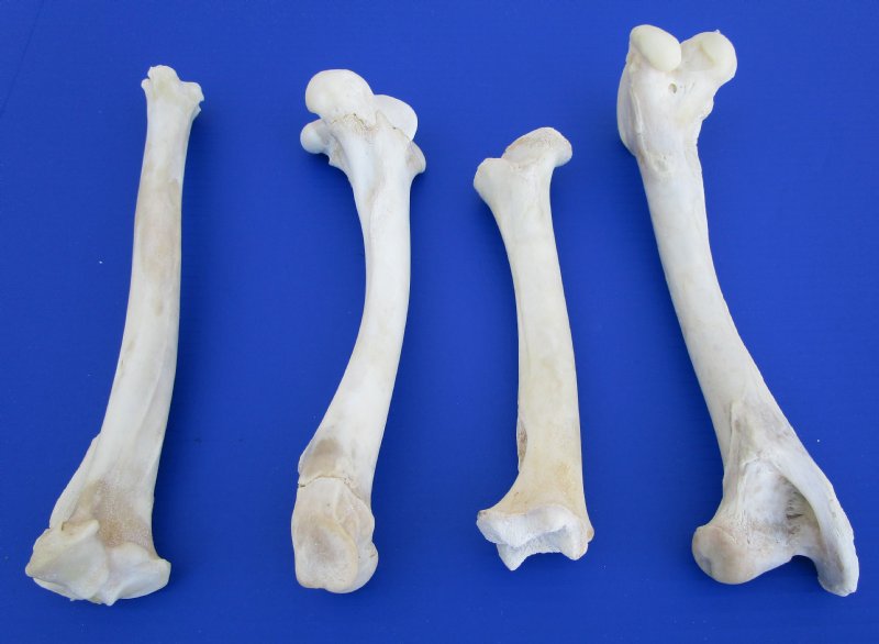 4 Real Whitetail Deer Leg Bones for Sale 9 to 11-1/2 inches