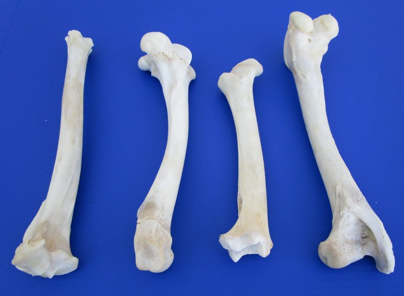 4 Real Whitetail Deer Leg Bones for Sale 9 to 11-1/2 inches 4 Real Whitetail Deer Leg Bones for Sale 9 to 11-1/2 inches