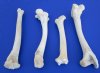 4 Real Whitetail Deer Leg Bones for Sale 9 to 11-1/2 inches - Buy the 4 pictured for $4.50 each